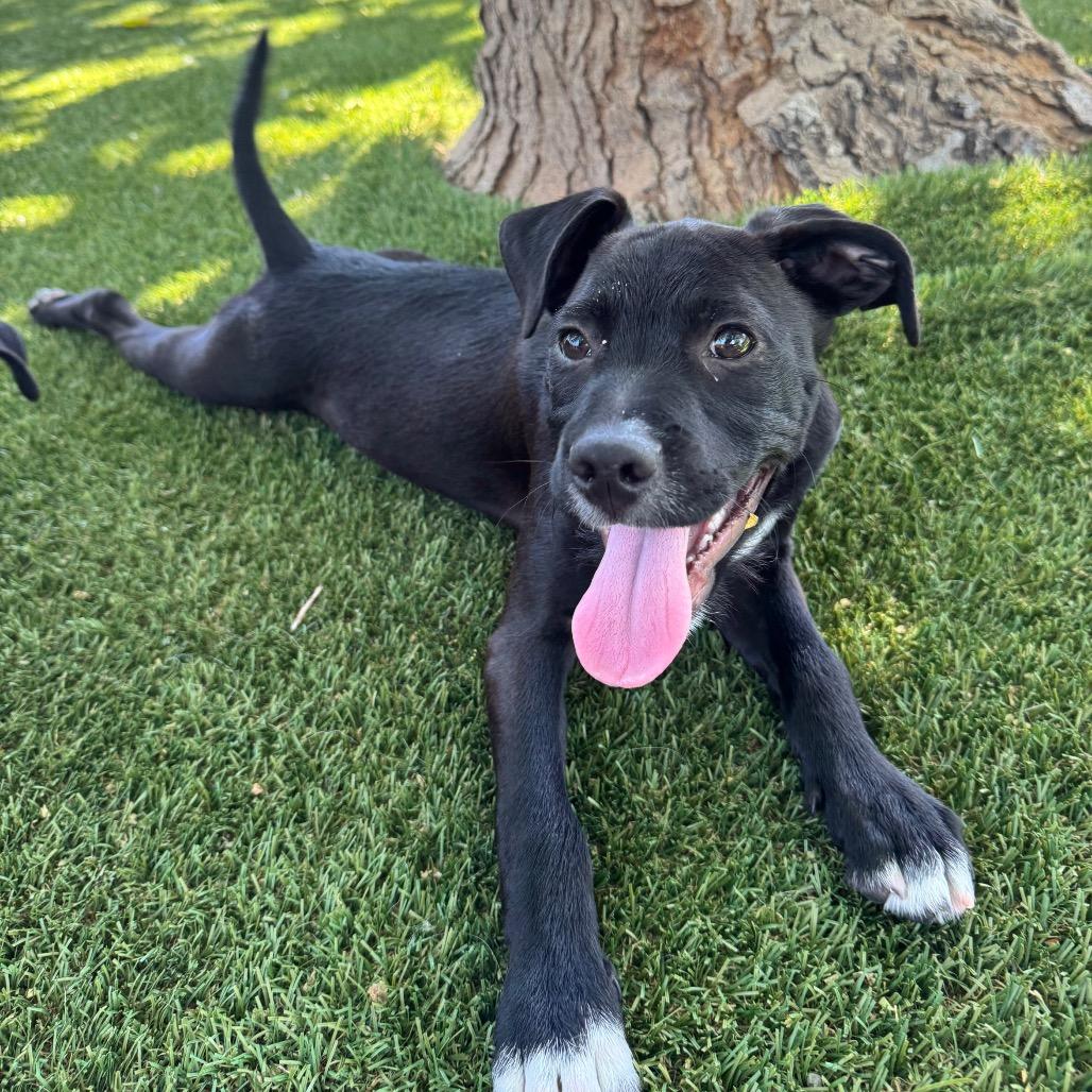 Enlarge Damon, a Adoptable mixed breed in Buellton, CA image 5/6