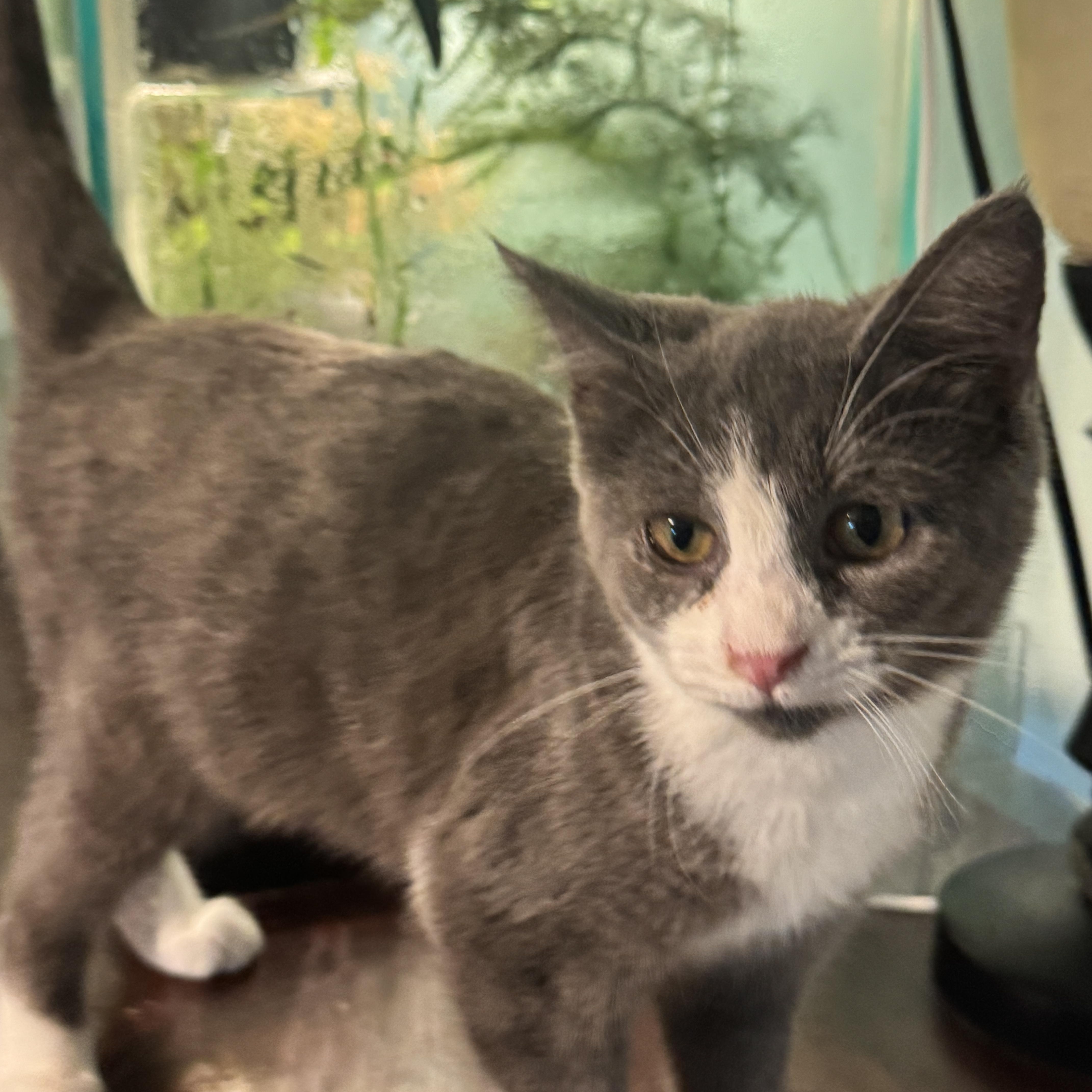 Enlarge Claudia, a Adoptable American Shorthair in Massillon, OH image 2/3