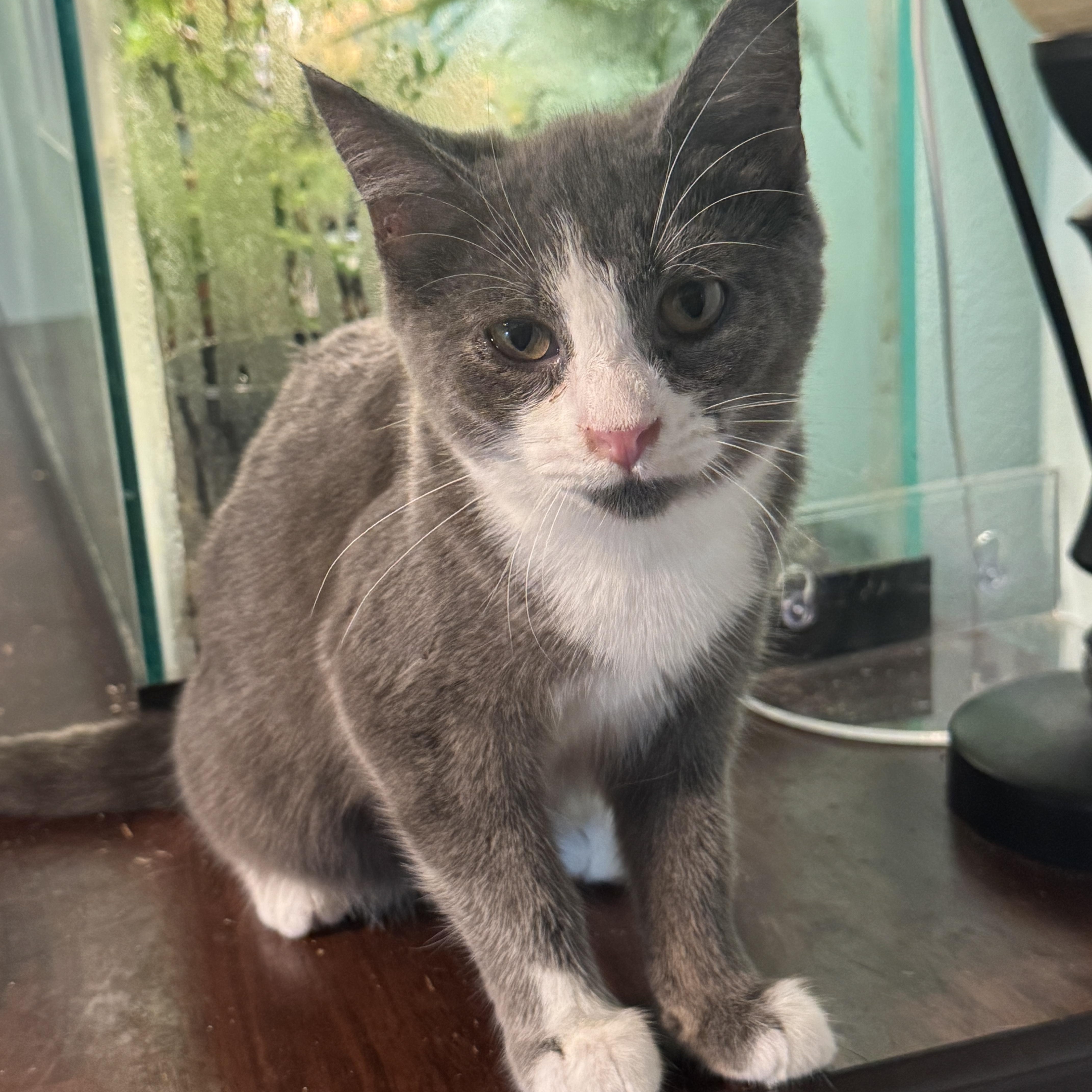 Claudia, Adoptable, Kitten Female American Shorthair.