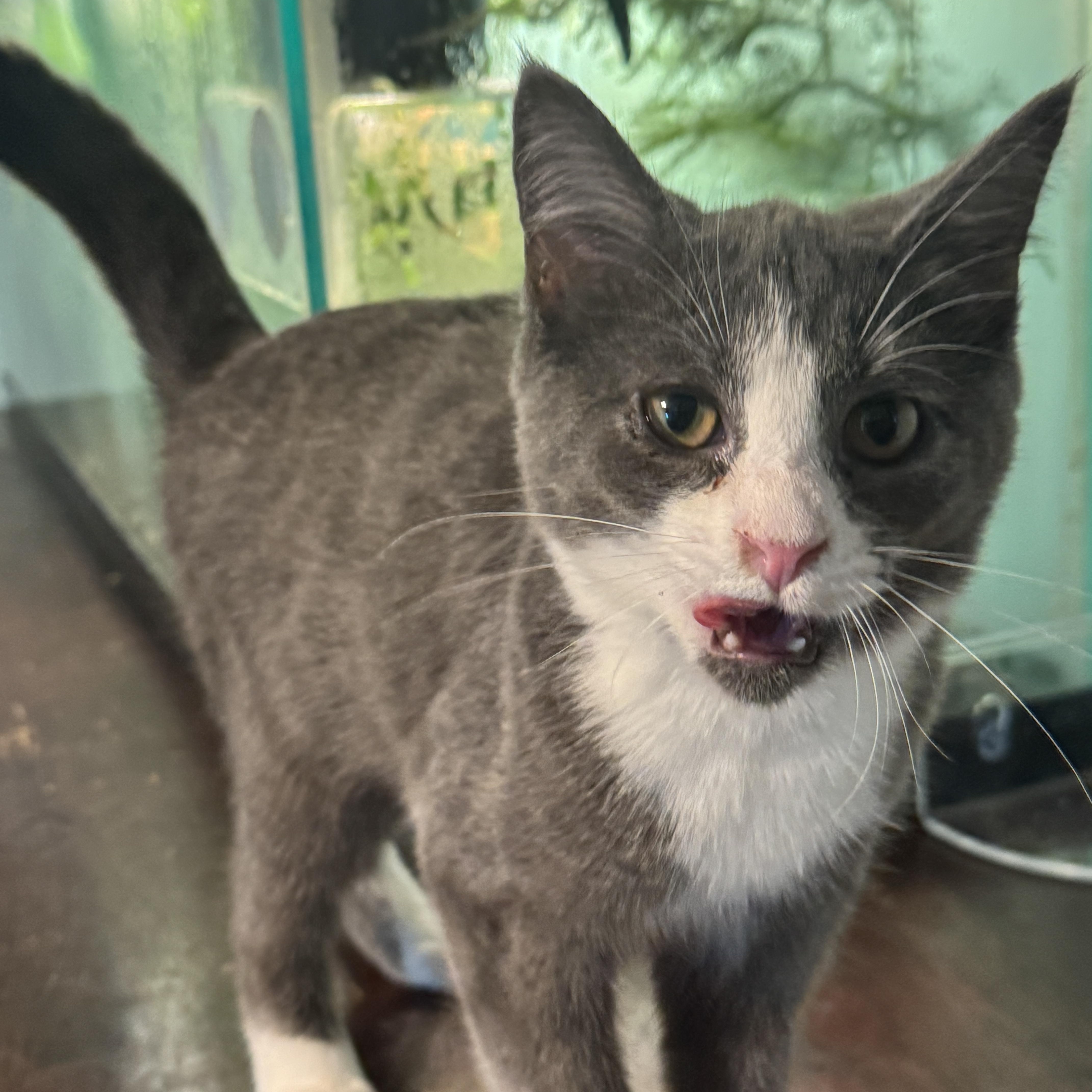 Enlarge Claudia, a Adoptable American Shorthair in Massillon, OH image 3/3