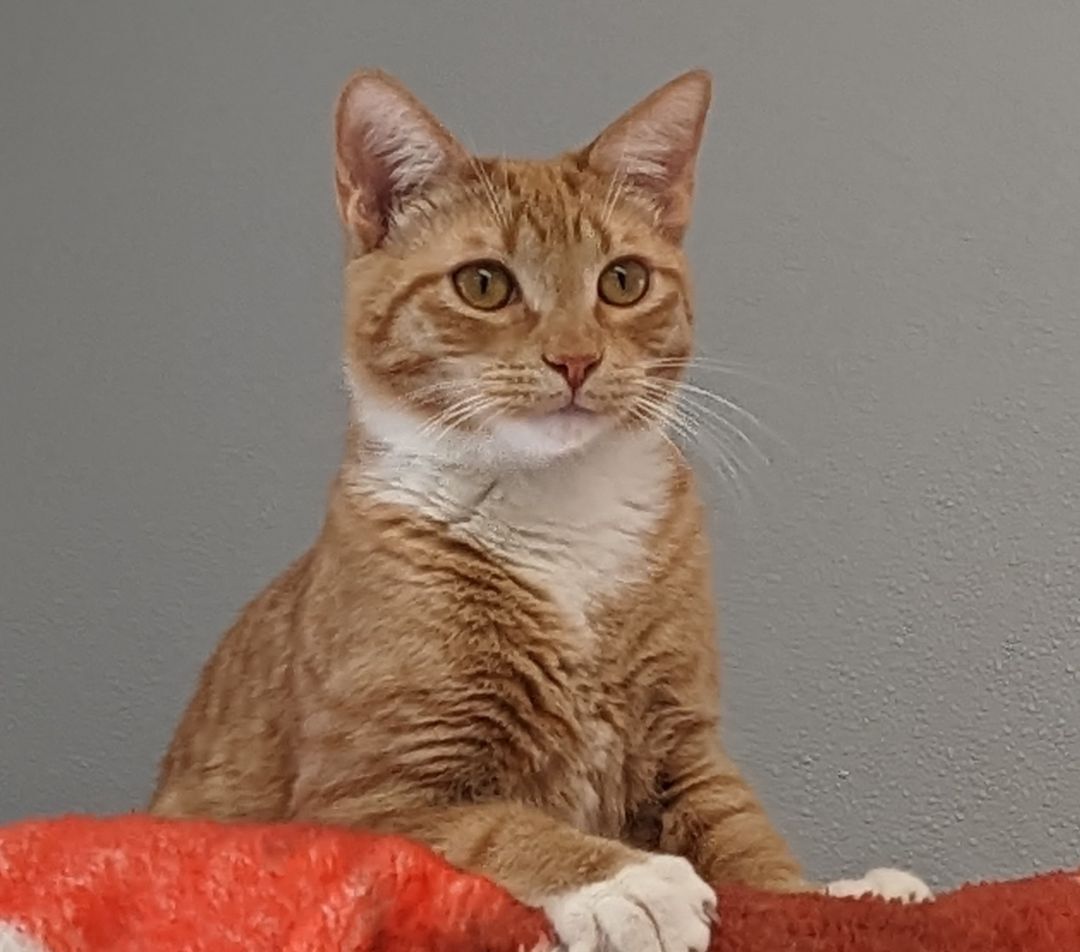 Enlarge John Wayne, an adoptable Domestic Short Hair in Waynesville, NC image 1/6