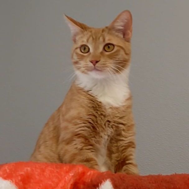 Enlarge John Wayne, an adoptable Domestic Short Hair in Waynesville, NC image 3/6