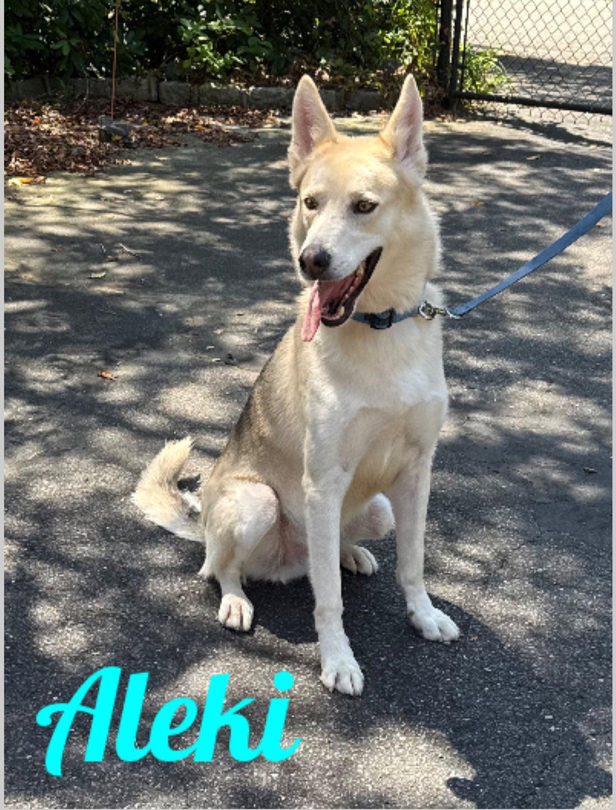 Aleki