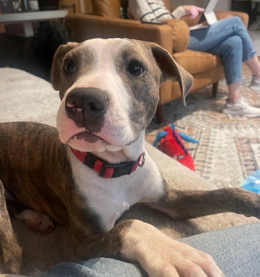 Bubba - FKA Ken, an adopted mixed breed in Minneapolis, MN image 1/6
