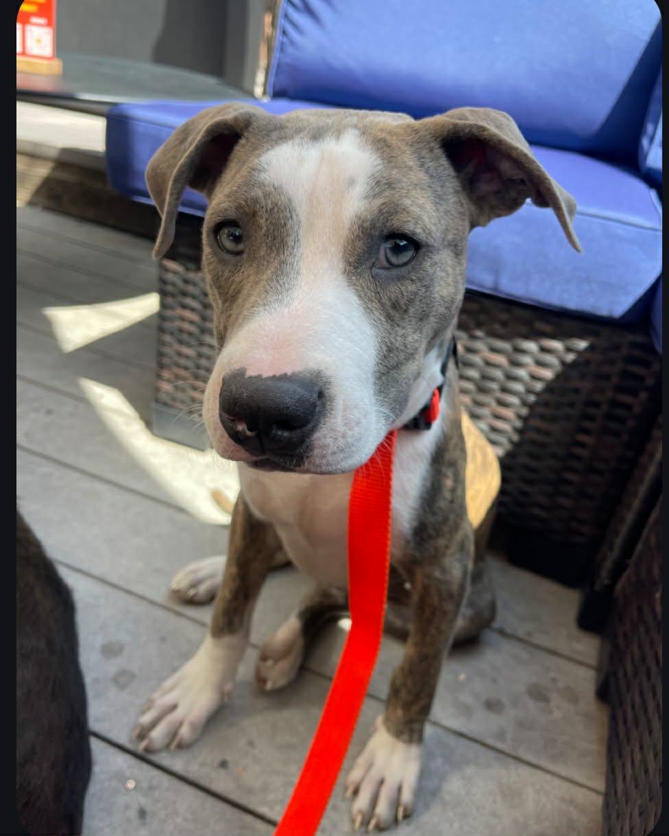 Bubba - FKA Ken, an adopted mixed breed in Minneapolis, MN image 3/6