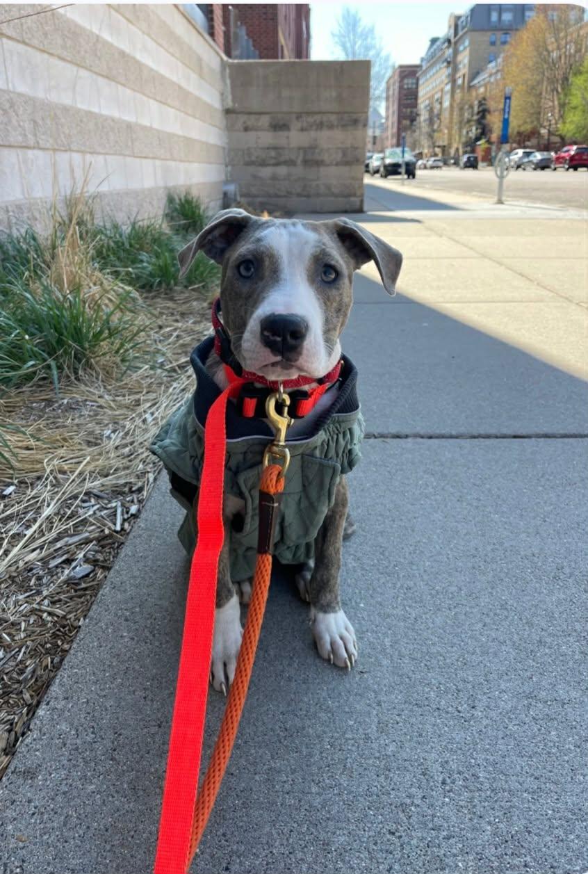 Bubba - FKA Ken, an adopted mixed breed in Minneapolis, MN image 5/6