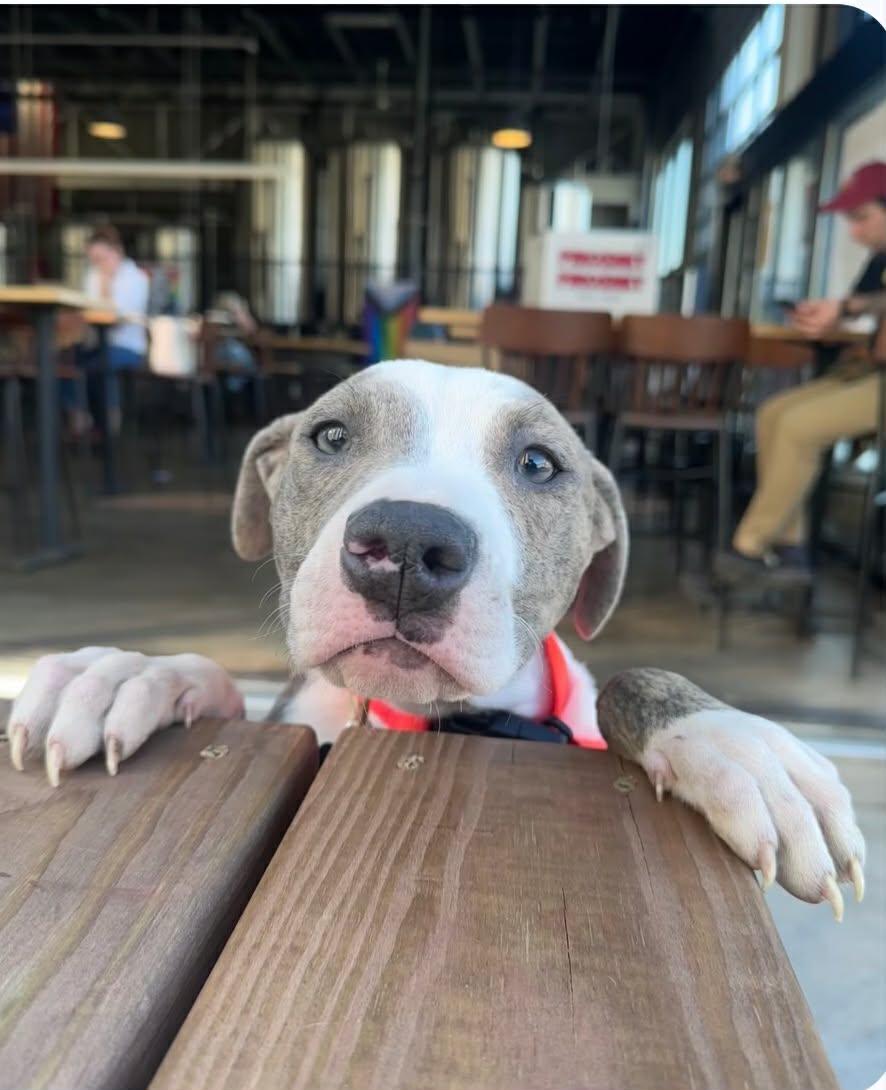 Bubba - FKA Ken, an adopted mixed breed in Minneapolis, MN image 2/6