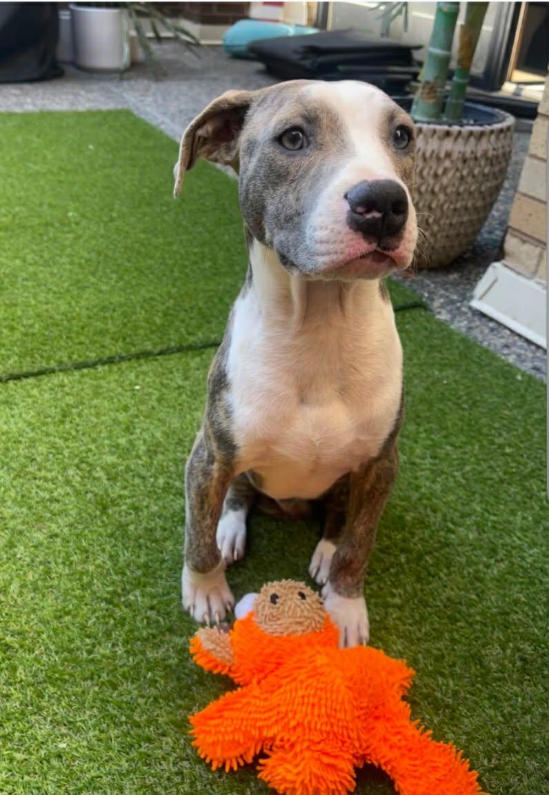Bubba - FKA Ken, an adopted mixed breed in Minneapolis, MN image 4/6