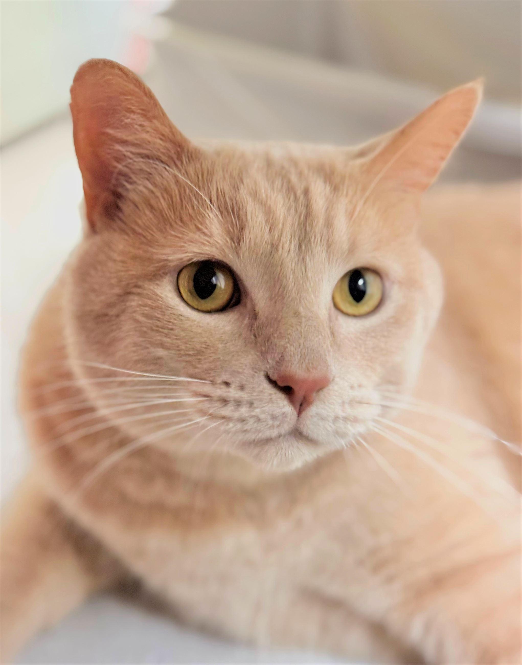 Enlarge Sushi (bonded with Milk), a ADOPTABLE Domestic Short Hair in Iowa City, IA image 1/1