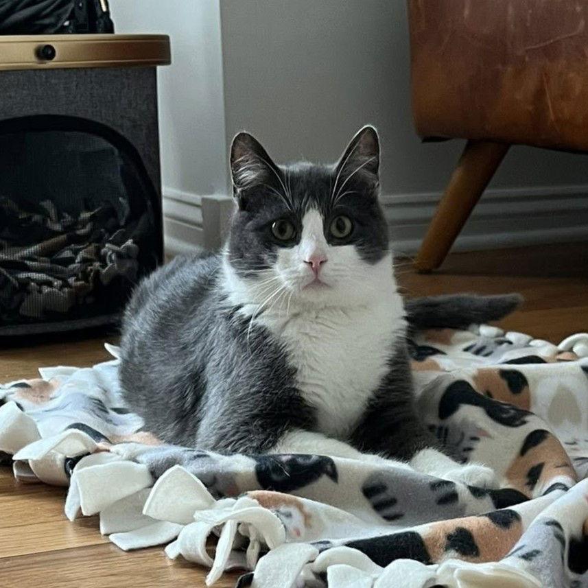 Enlarge Livingston, a Adoptable Domestic Short Hair in Chicago, IL image 1/1