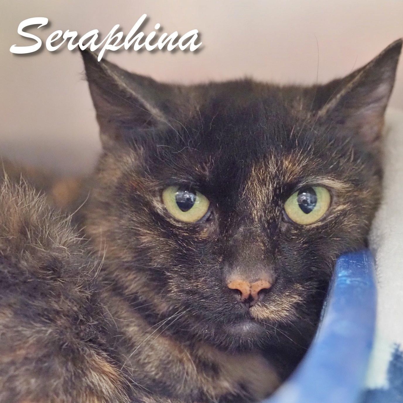 Seraphina
