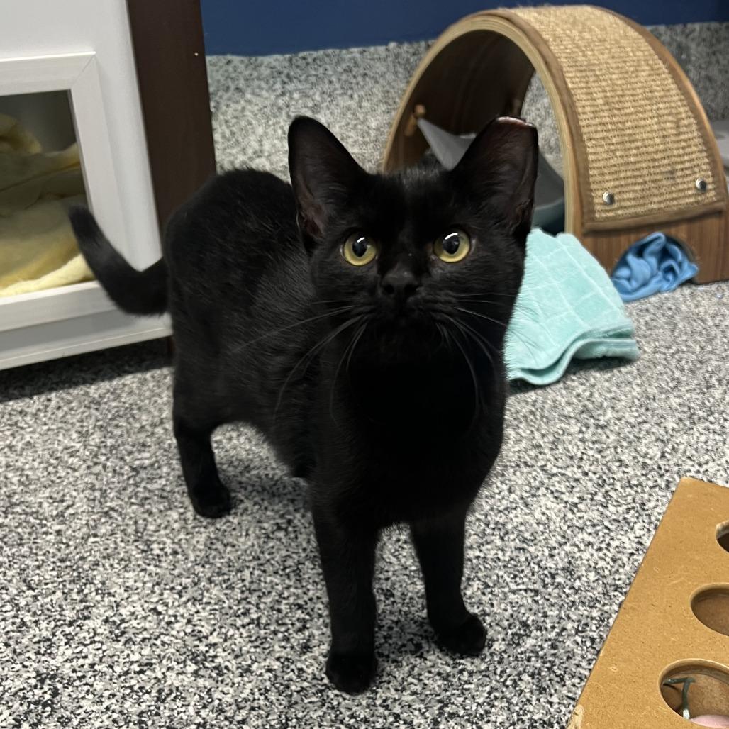 Norman Bates (Normie), Adoptable, Adult Female Domestic Short Hair.