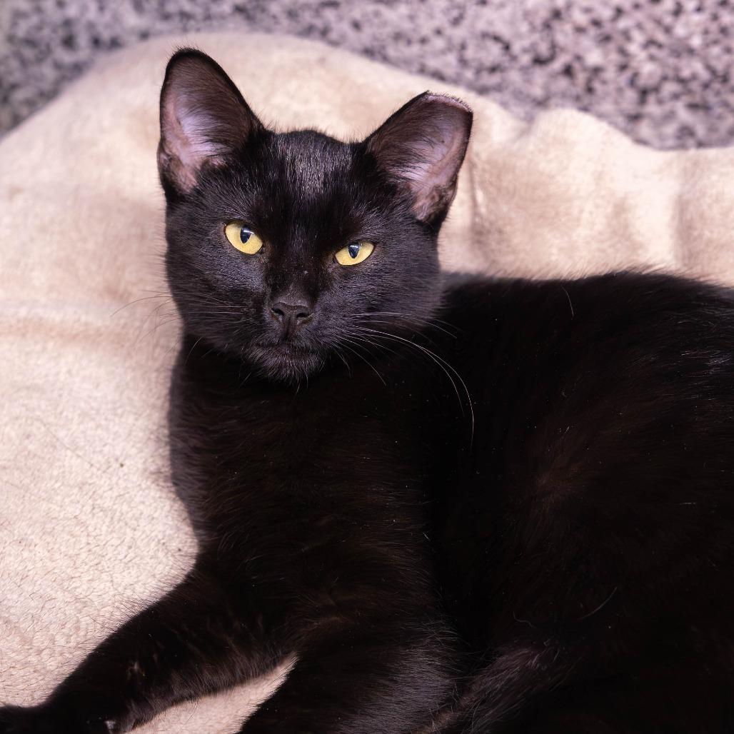 Enlarge Norman Bates (Normie), a Adoptable Domestic Short Hair in Mentor, OH image 2/5