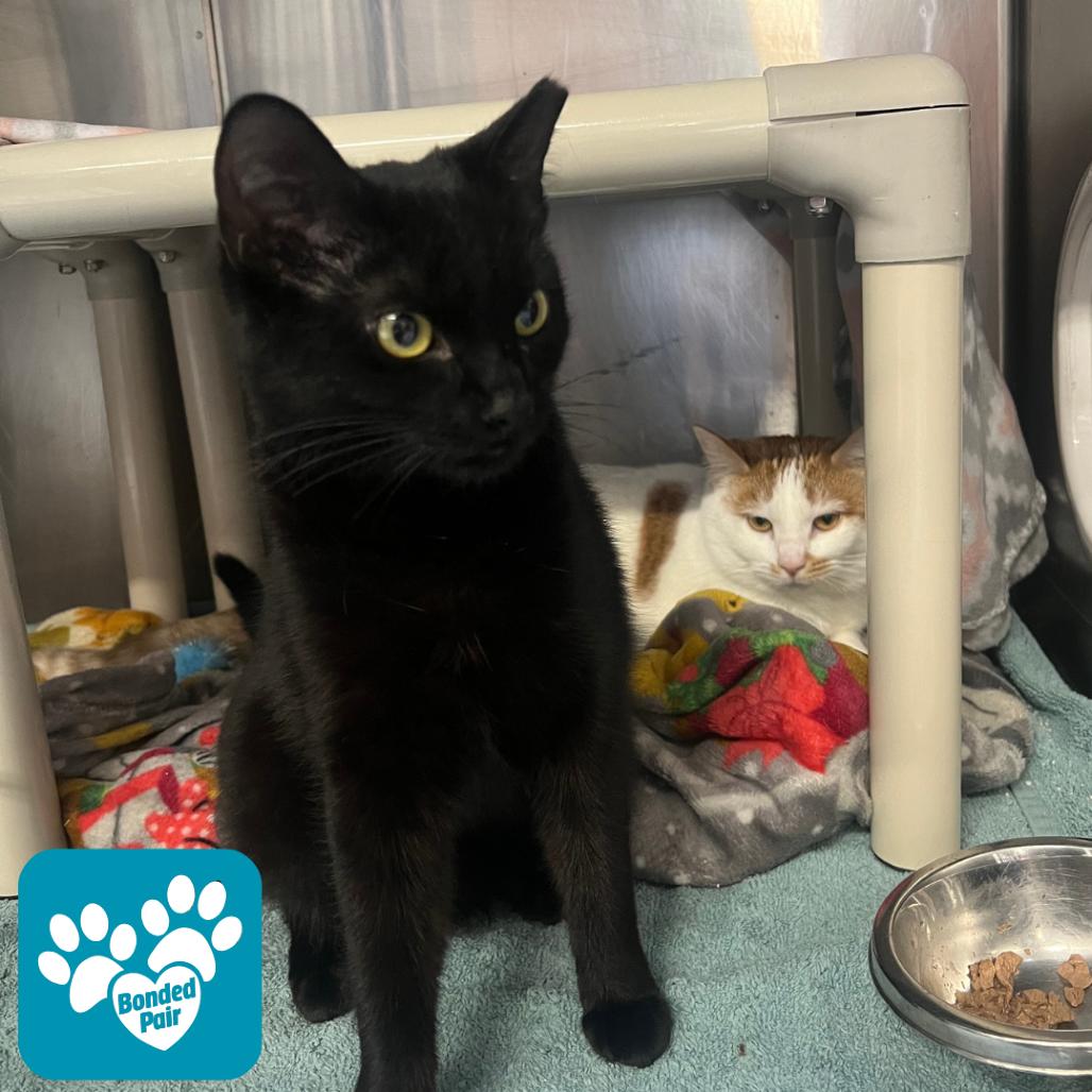 Enlarge Norman Bates (Normie), a Adoptable Domestic Short Hair in Mentor, OH image 3/5