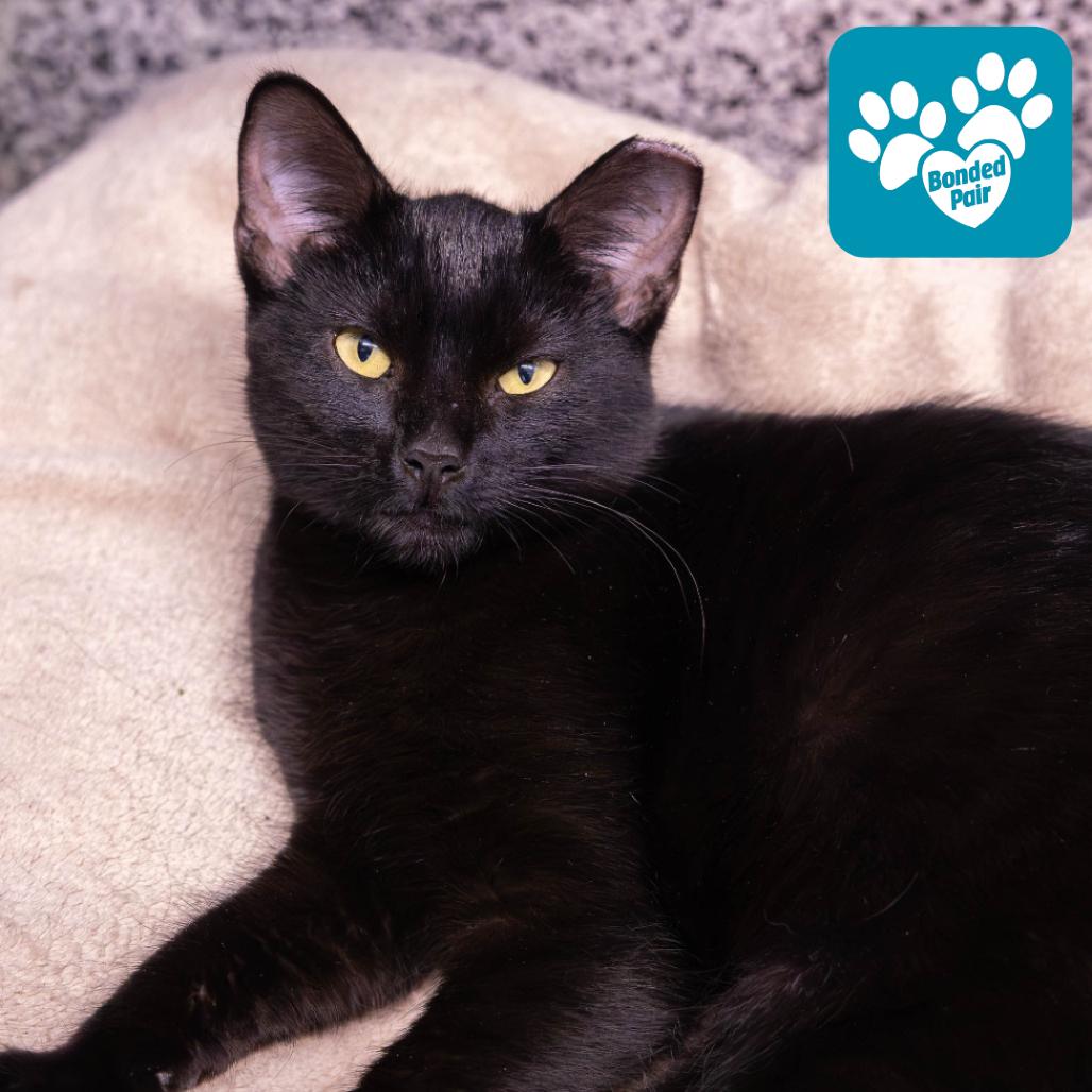 Enlarge Norman Bates (Normie), a Adoptable Domestic Short Hair in Mentor, OH image 4/5