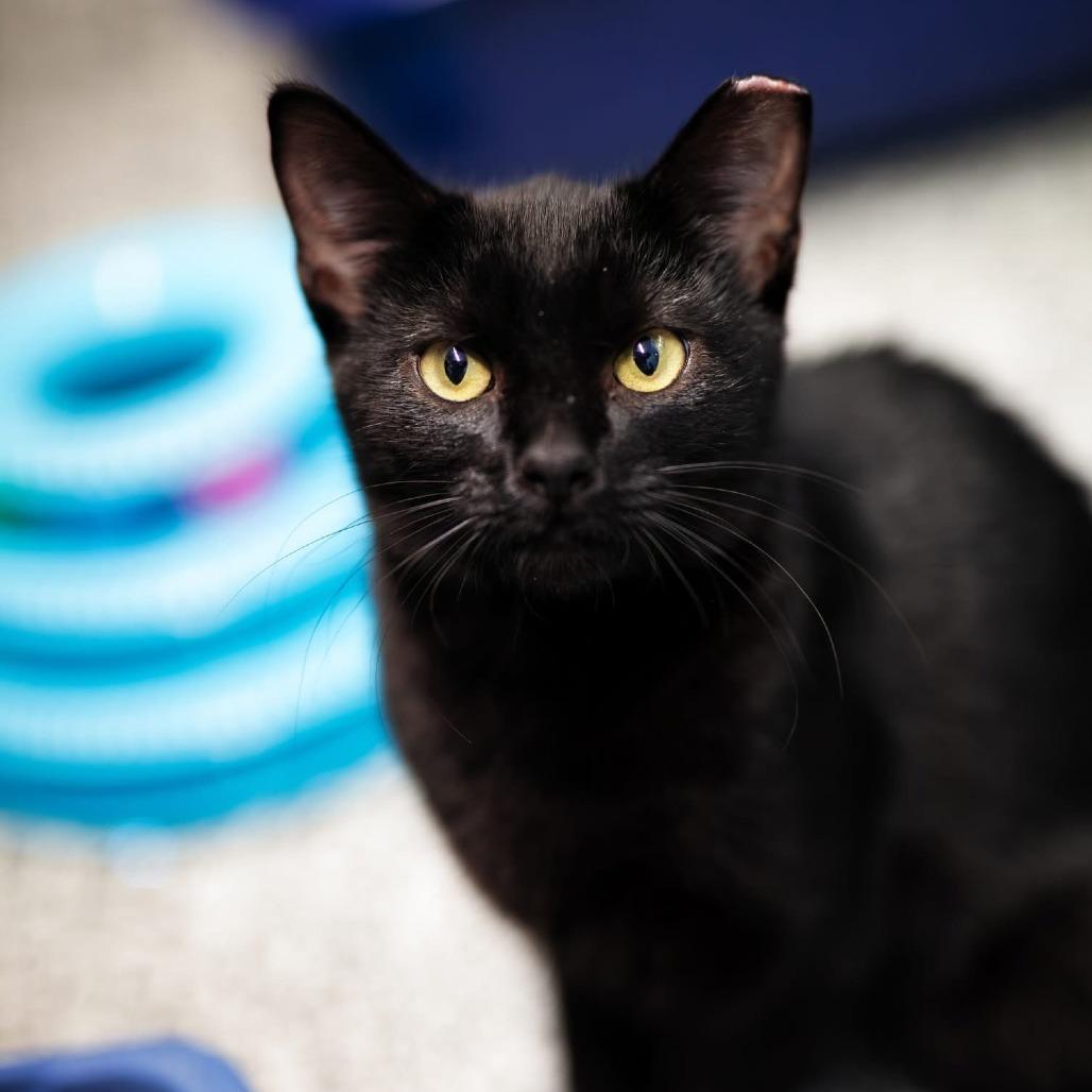 Enlarge Norman Bates (Normie), a Adoptable Domestic Short Hair in Mentor, OH image 5/5