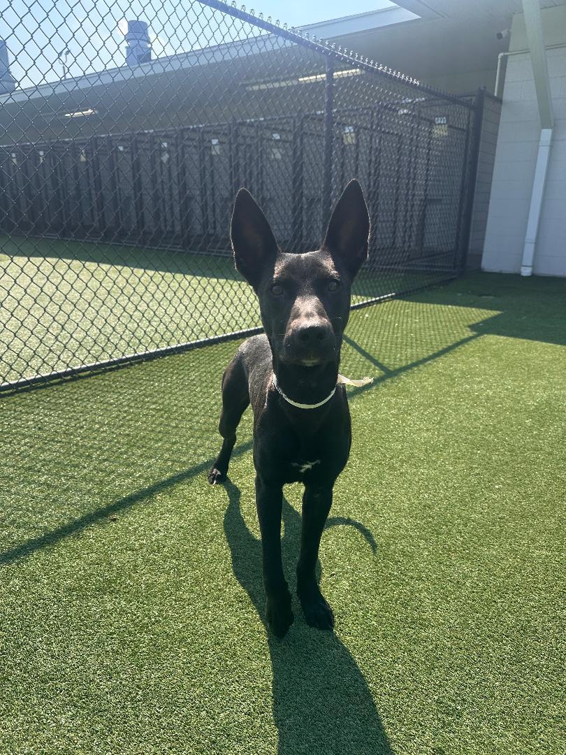 Enlarge Augie, a Adoptable Shepherd in Houston, TX image 3/6