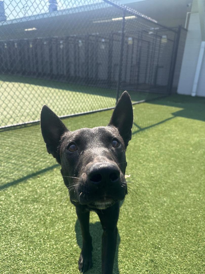 Enlarge Augie, a Adoptable Shepherd in Houston, TX image 5/6