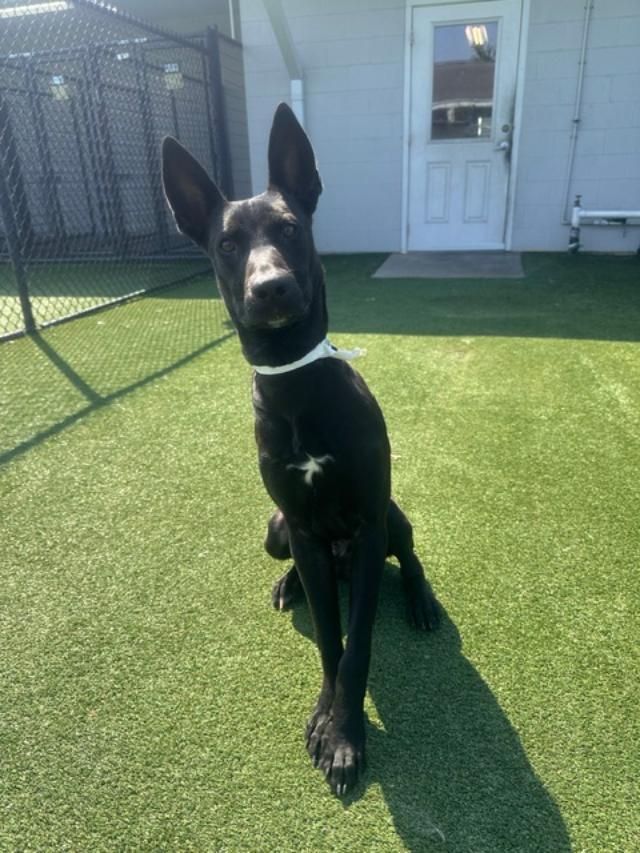 Enlarge Augie, a Adoptable Shepherd in Houston, TX image 2/6