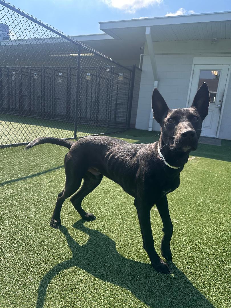 Enlarge Augie, a Adoptable Shepherd in Houston, TX image 4/6