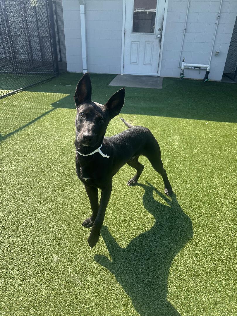 Augie, Adoptable, Adult Male Shepherd.