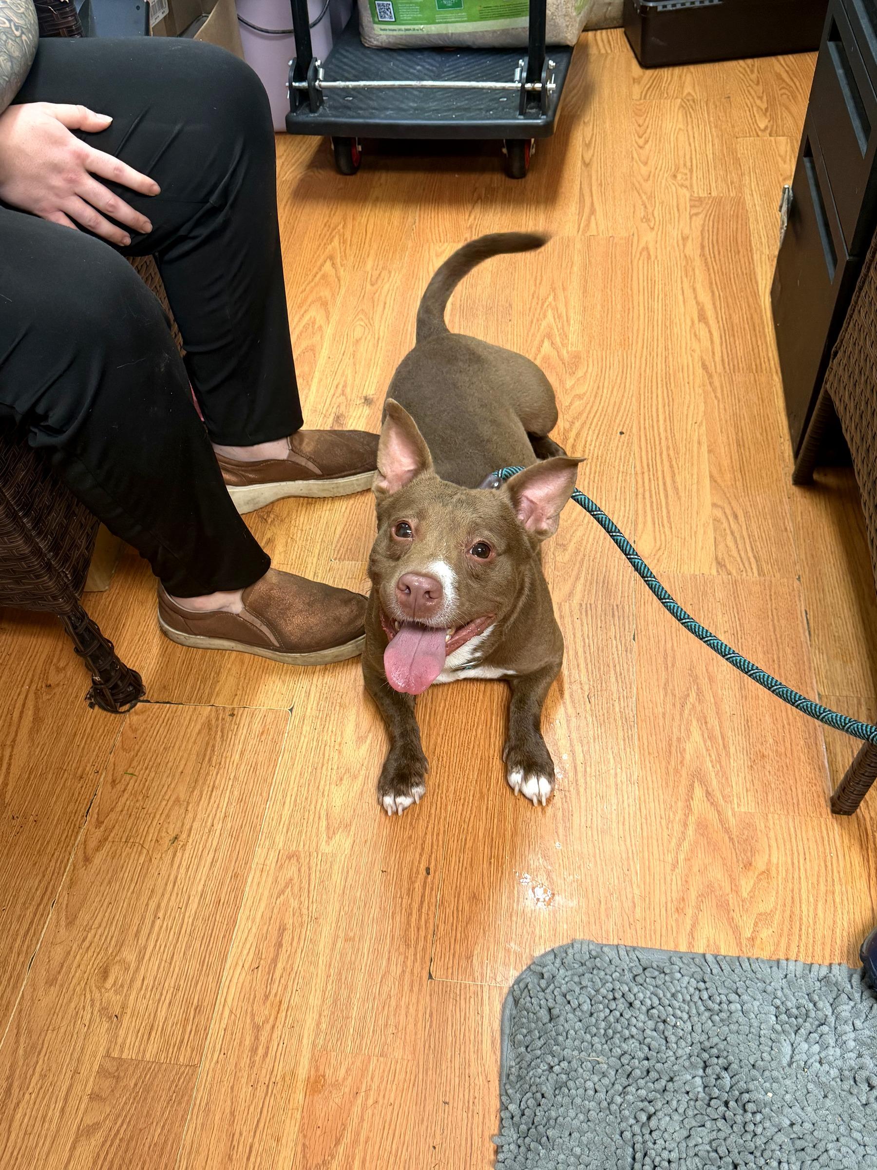 Duncan (in foster), an adoptable mixed breed in Petersburg, VA image 6/6