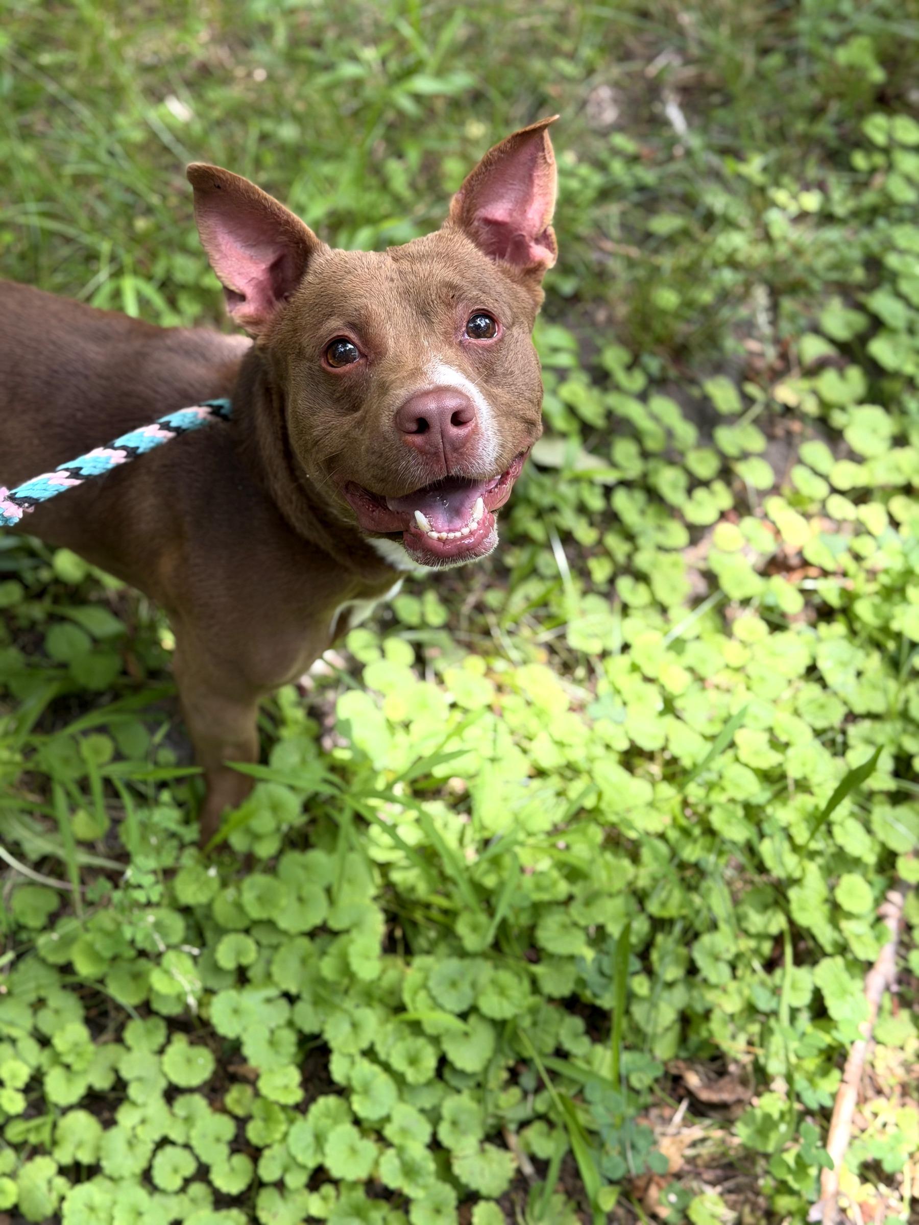Duncan (in foster), an adoptable mixed breed in Petersburg, VA image 1/6