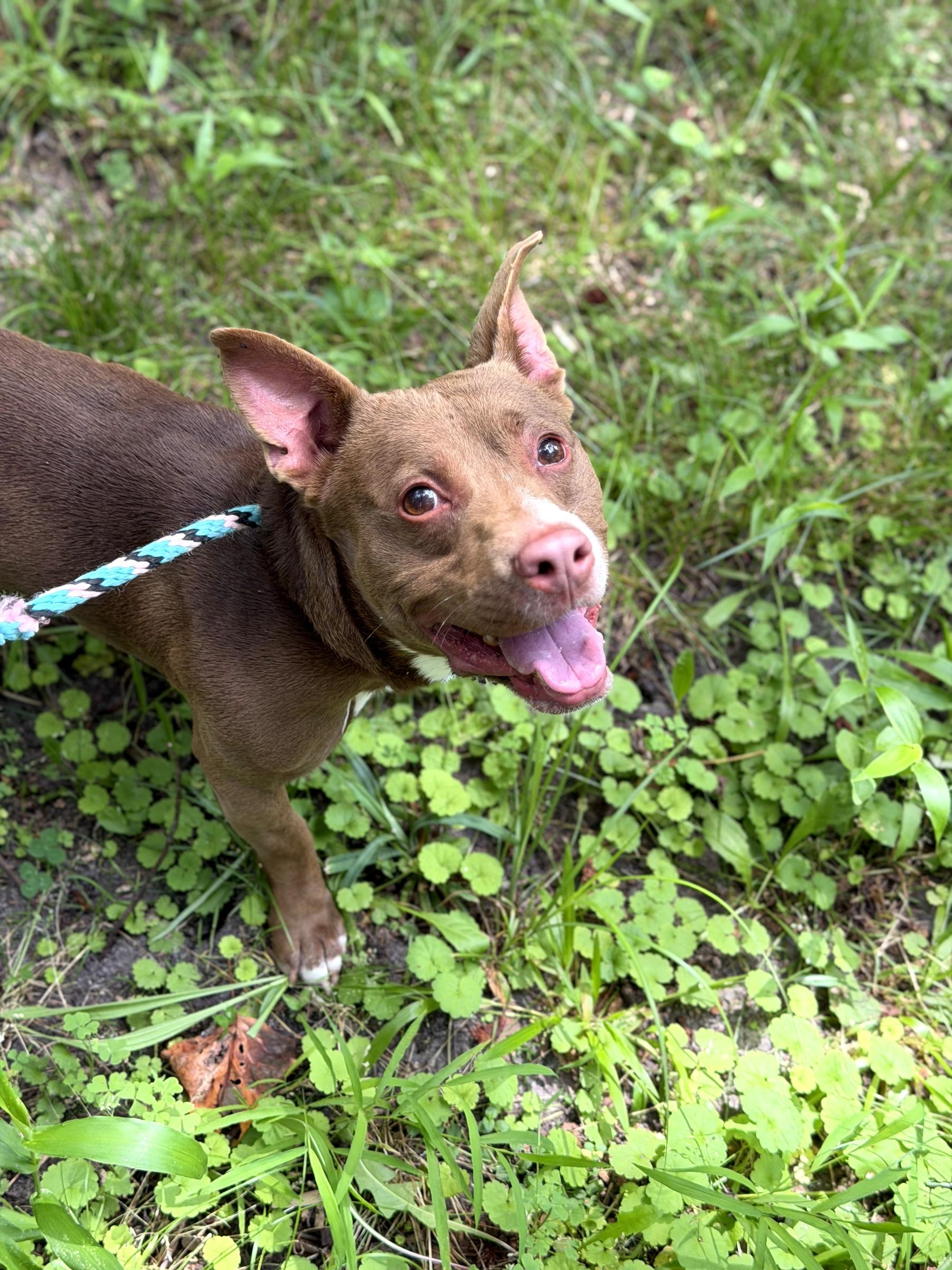 Duncan (in foster), an adoptable mixed breed in Petersburg, VA image 2/6