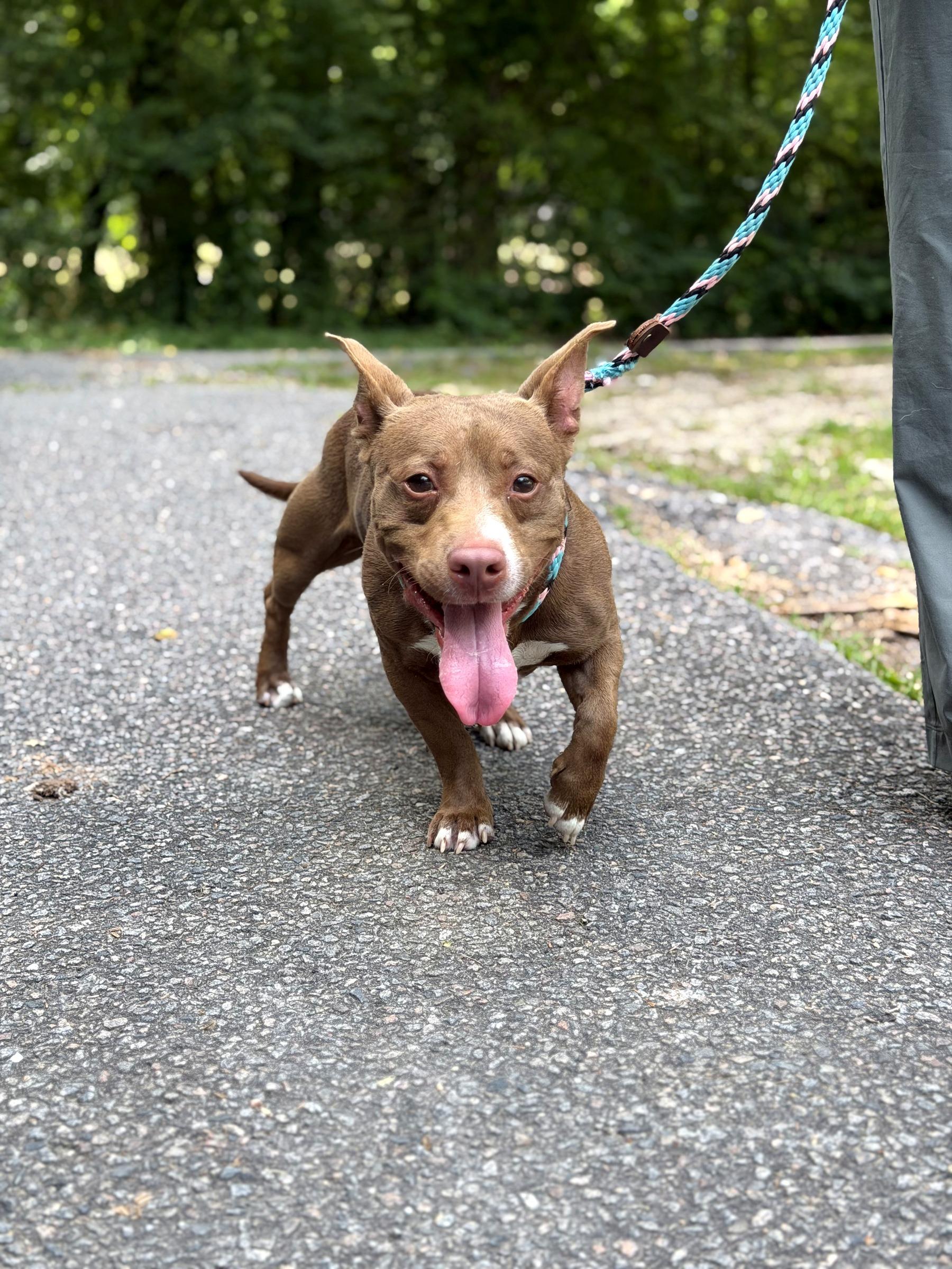 Duncan (in foster), an adoptable mixed breed in Petersburg, VA image 3/6
