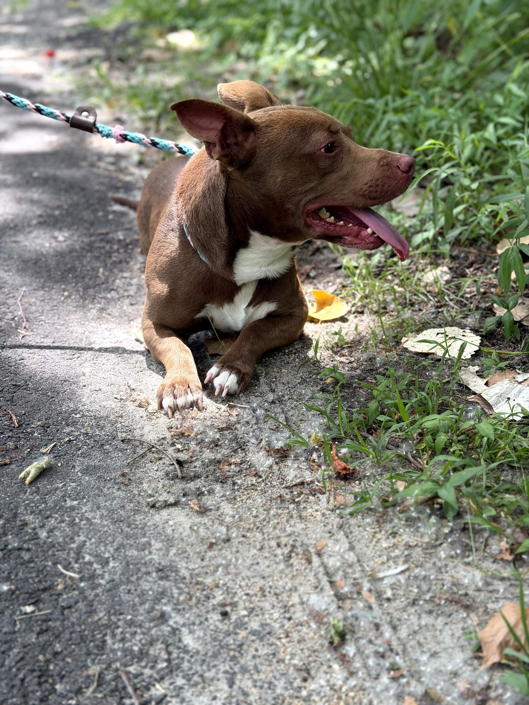 Duncan (in foster), an adoptable mixed breed in Petersburg, VA image 5/6