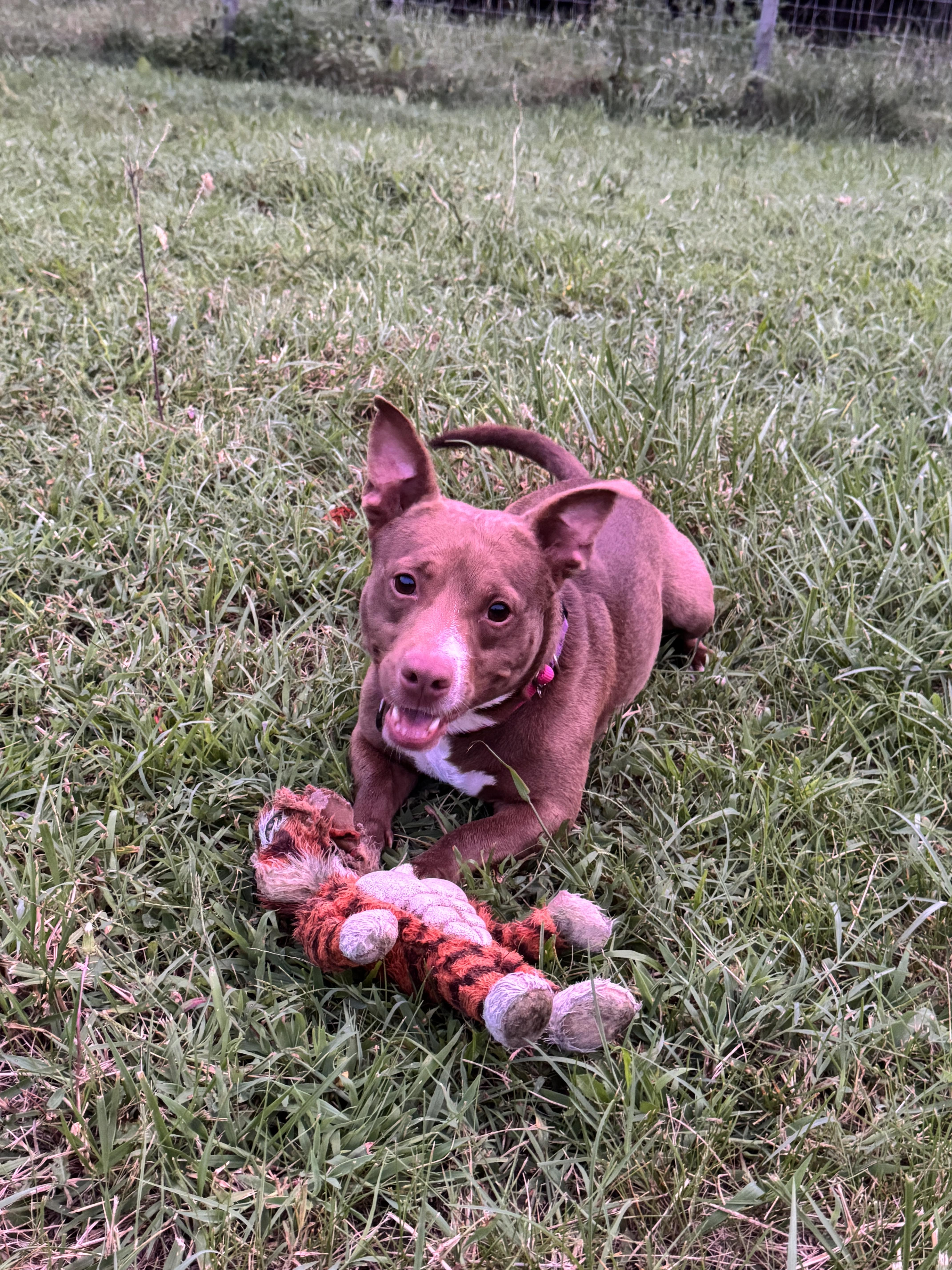 Enlarge Duncan (in foster), a Adoptable mixed breed in Petersburg, VA image 5/6