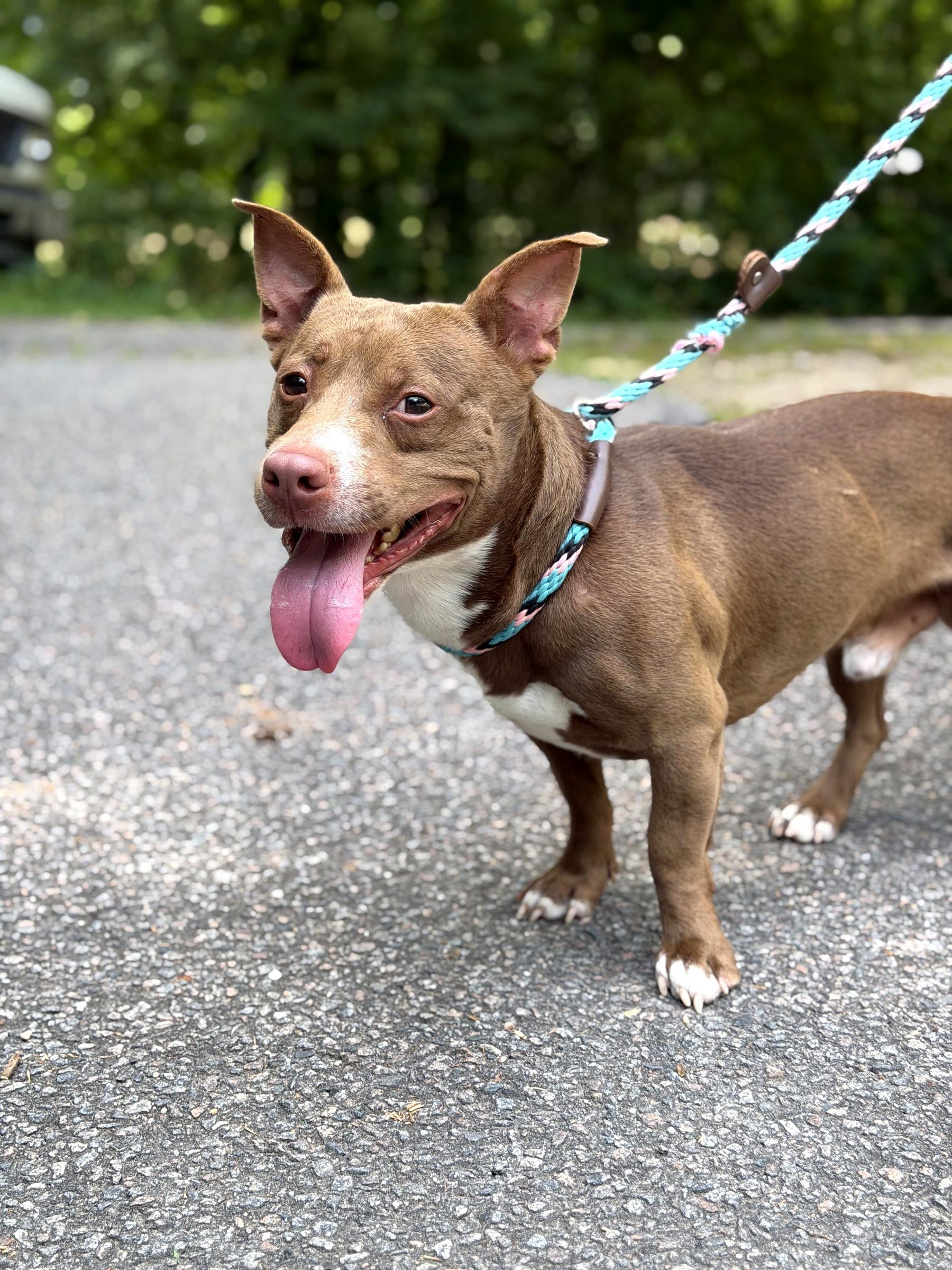 Duncan (in foster), an adoptable mixed breed in Petersburg, VA image 4/6