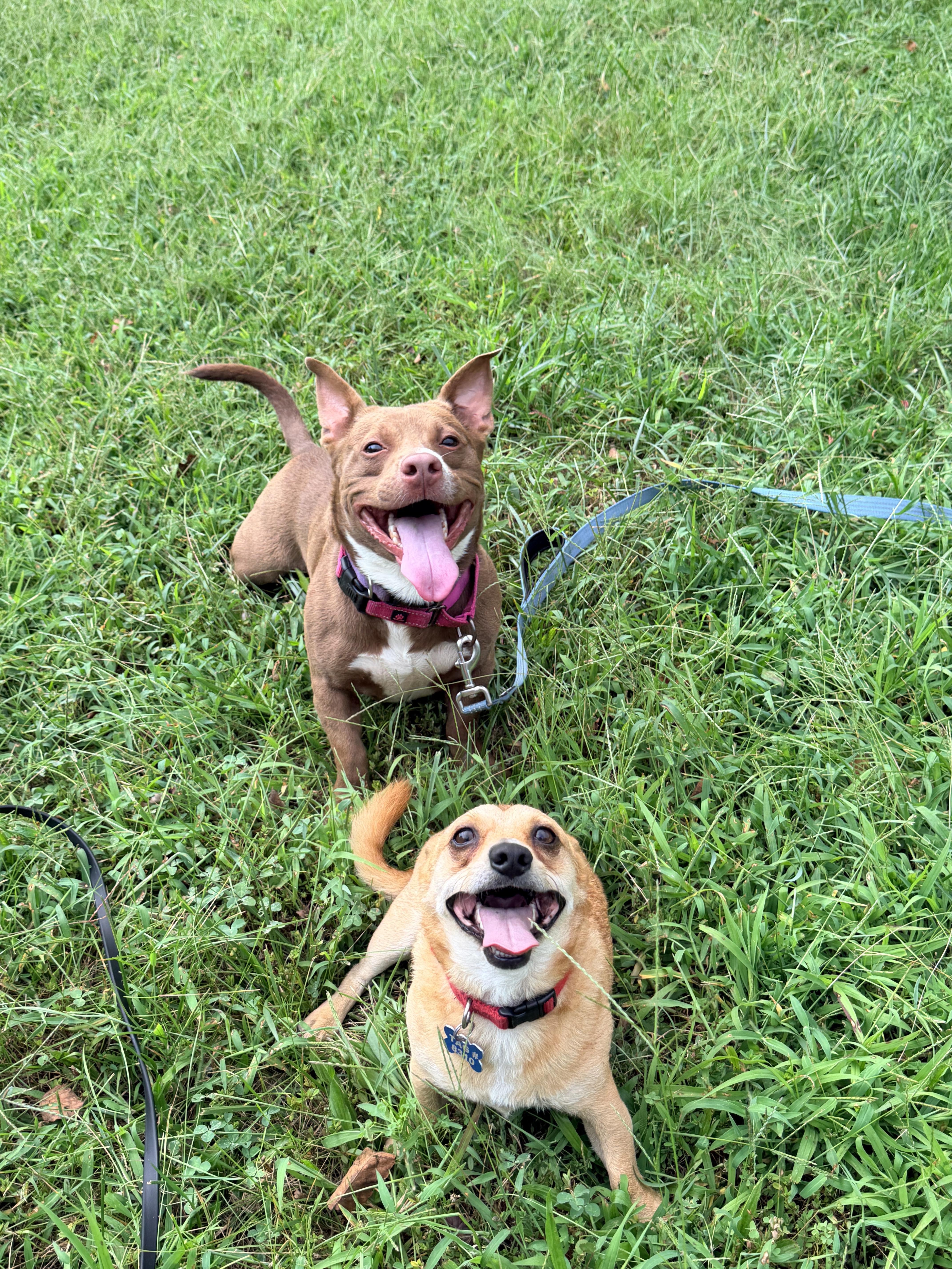 Enlarge Duncan (in foster), a Adoptable mixed breed in Petersburg, VA image 2/6