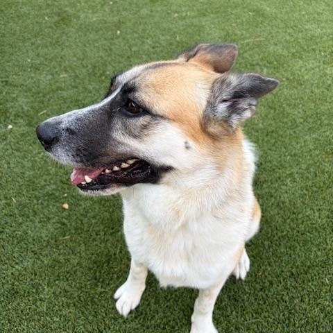 Enlarge Pattie, a ADOPTABLE mixed breed in Lake Dallas, TX image 2/2