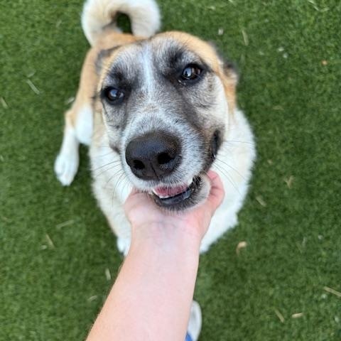 Pattie, ADOPTABLE, Adult Female Anatolian Shepherd.