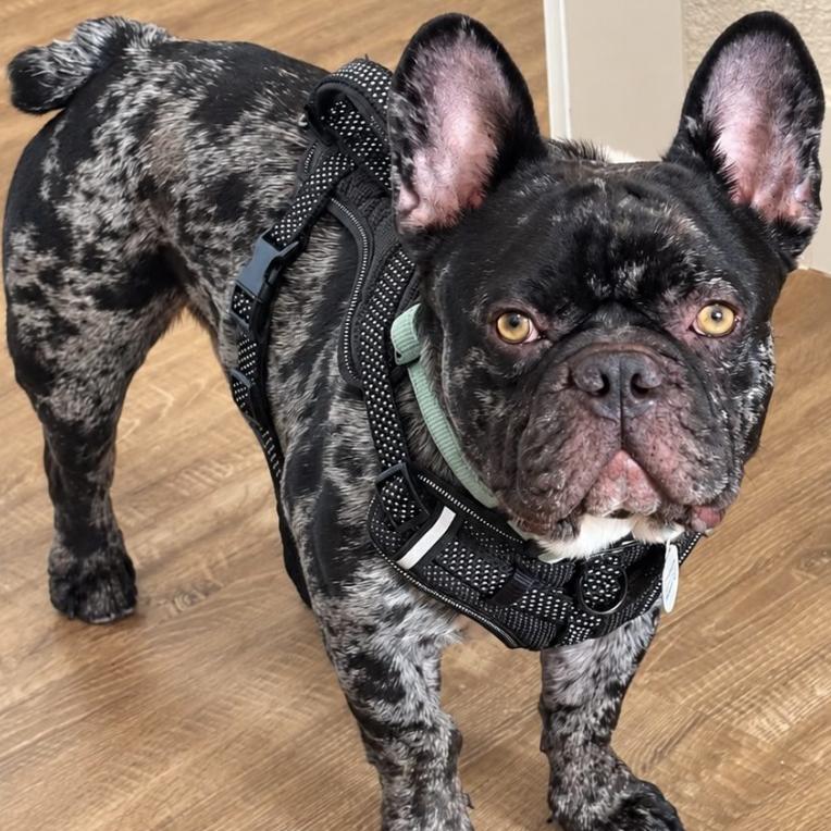 Enlarge Benito, a Adoptable French Bulldog in Mead, CO image 1/1