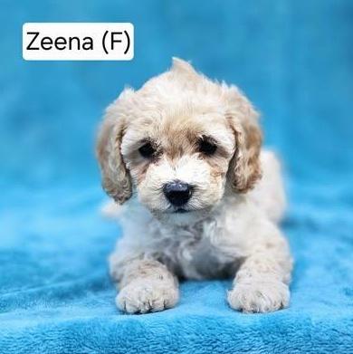 Zeena (available after 6/13), adopted, Puppy Female Miniature Poodle.