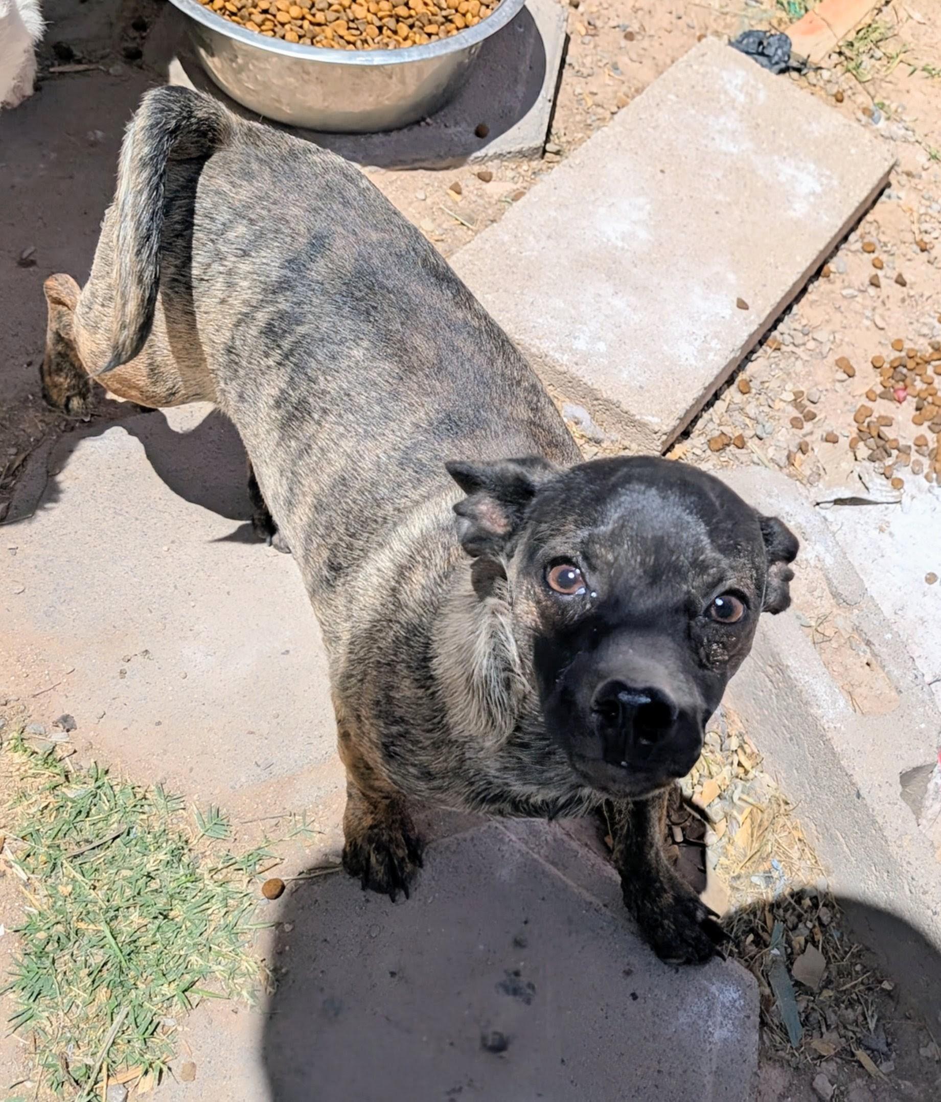 twig, a ADOPTABLE mixed breed in Saint David, AZ image 2/2