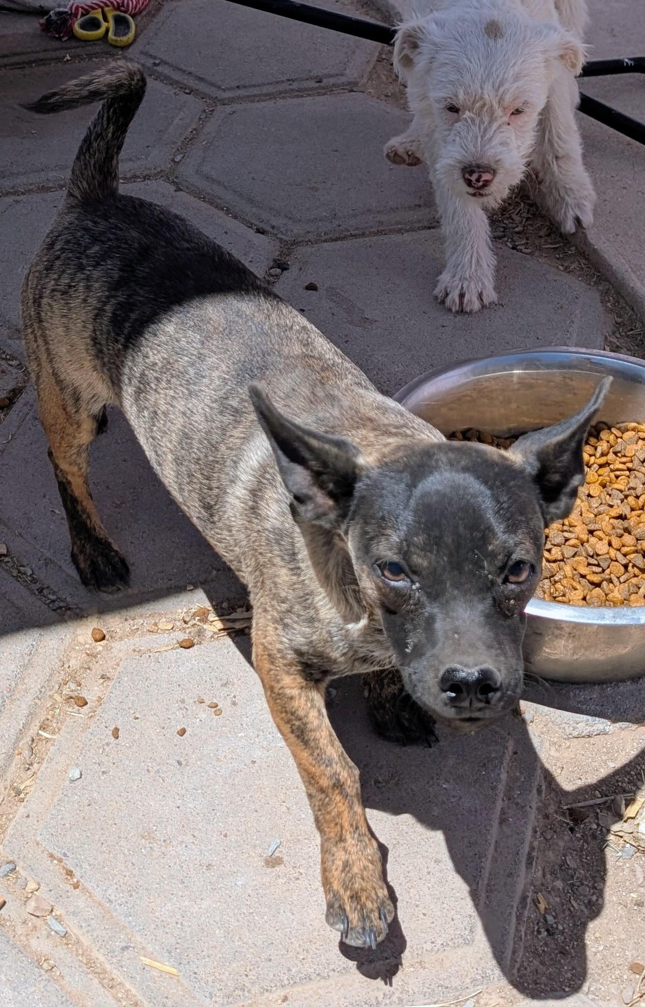 twig, ADOPTABLE, Adult Male Chihuahua.