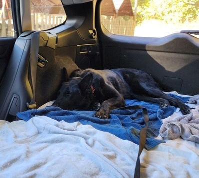 Valley, Adoptable, Adult Female German Shepherd Dog.