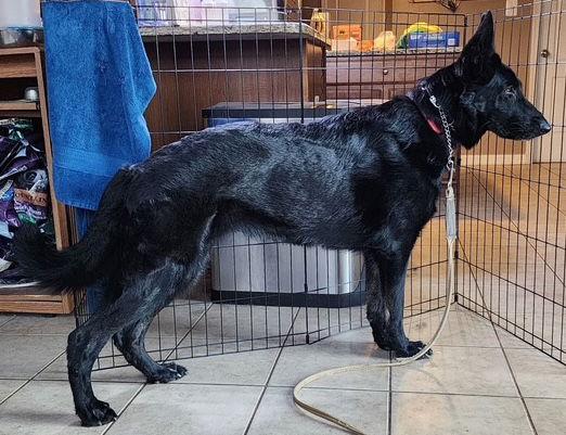 Enlarge Valley, a Adoptable German Shepherd Dog in Baltimore, MD image 2/3