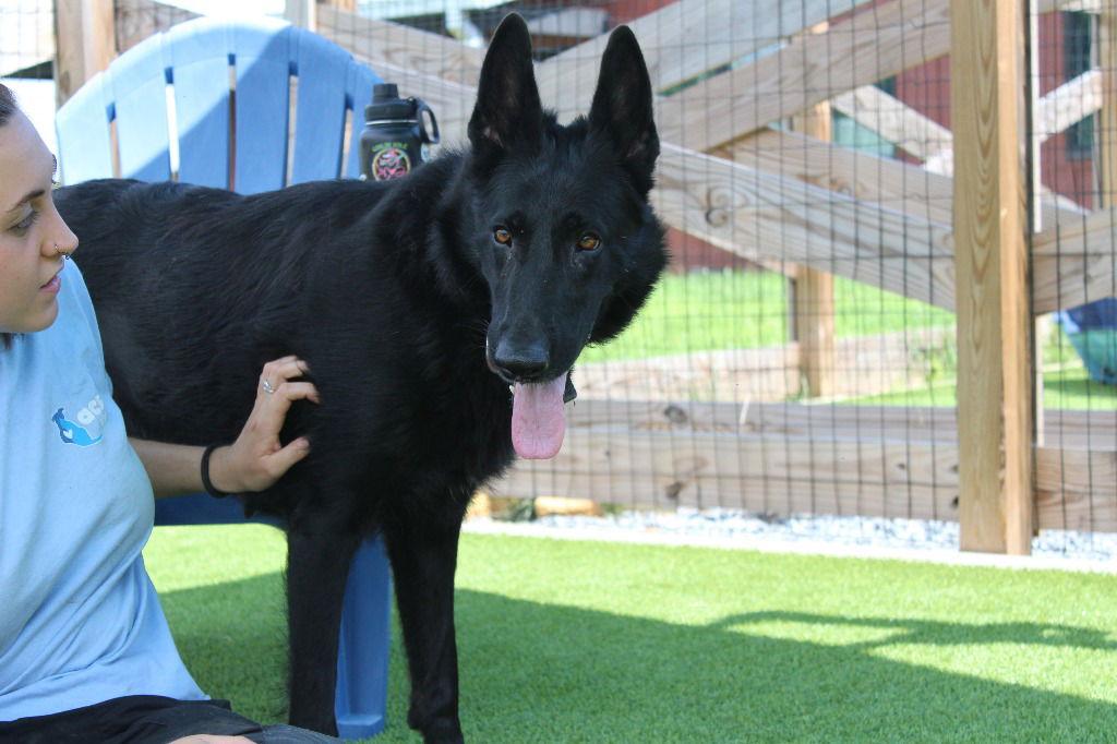 Enlarge Valley, a Adoptable German Shepherd Dog in Baltimore, MD image 3/3
