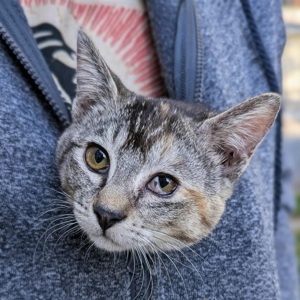 Opal, Adoptable, Young Female Domestic Short Hair.