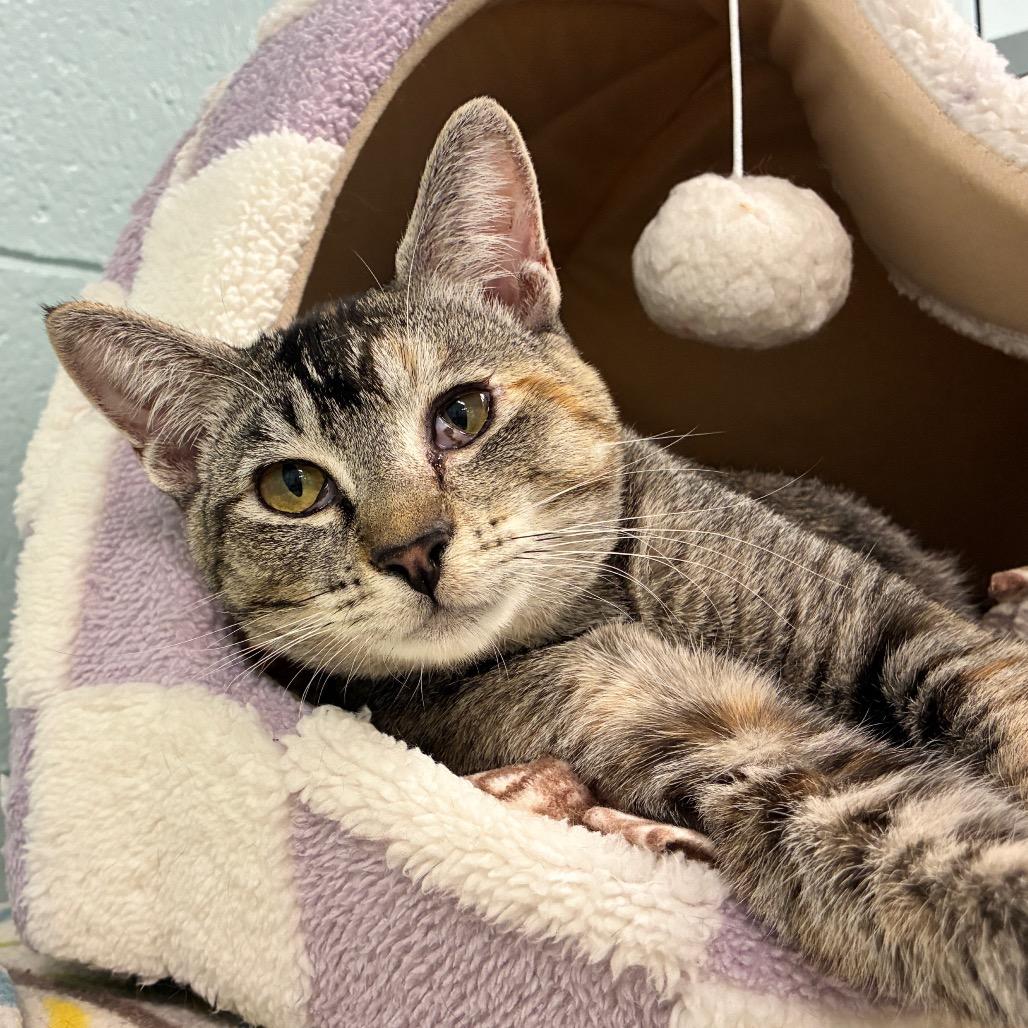 Enlarge Opal, a Adoptable Domestic Short Hair in Redwood City, CA image 2/6