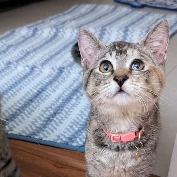 Enlarge Opal, a Adoptable Domestic Short Hair in Redwood City, CA image 3/6