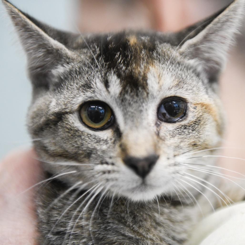 Enlarge Opal, a Adoptable Domestic Short Hair in Redwood City, CA image 5/6