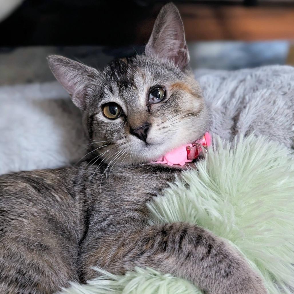 Enlarge Opal, a Adoptable Domestic Short Hair in Redwood City, CA image 6/6