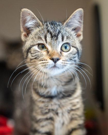 Enlarge Pappardelle, a Adoptable mixed breed in Pequot Lakes, MN image 1/1