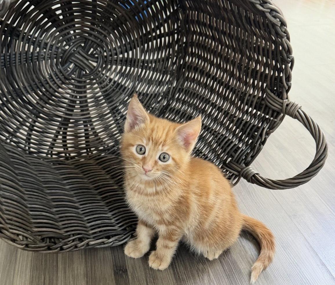 Enlarge Juice, a Adoptable Tabby in Alameda, CA image 1/3