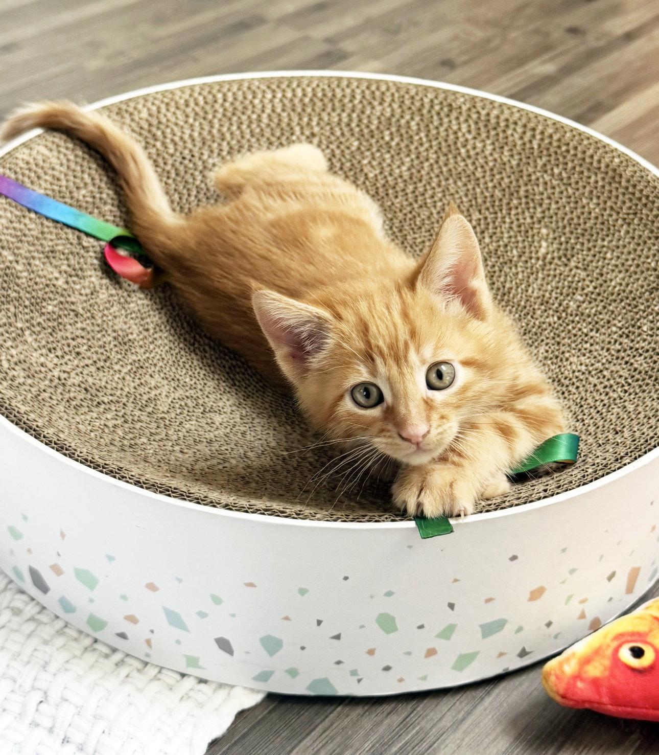 Enlarge Juice, a Adoptable Tabby in Alameda, CA image 3/3